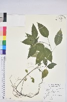 藏品(山靛)的圖片