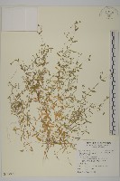 藏品(天蓬草、雀舌草)的圖片