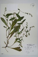 藏品(盾果草)的圖片