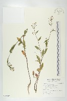 藏品(葶藶)的圖片