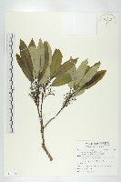 藏品(五蕊虎皮楠)的圖片