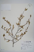 藏品(阿里山千金榆)的圖片