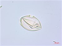 藏品(水晶蘭)的圖片