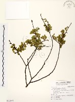 藏品(阿里山榆)的圖片