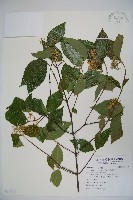 藏品(紅子莢迷)的圖片