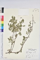 藏品(多花油柑、白仔)的圖片