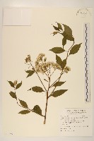 藏品(小舌菊、蔓綿菜)的圖片