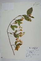 藏品(絡石)的圖片