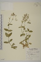 藏品(卷耳)的圖片