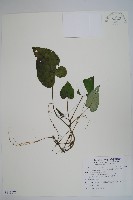 藏品(薄葉細辛、尾花細辛)的圖片