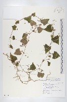 藏品(黑果馬交兒)的圖片