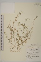 藏品(無心菜、鵝不食草)的圖片