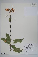 藏品(山柑)的圖片