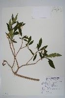 藏品(蘿芙木)的圖片