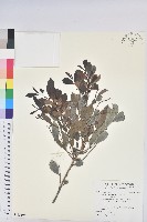 藏品(細葉饅頭果)的圖片