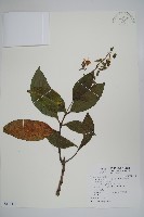 藏品(假酸漿)的圖片