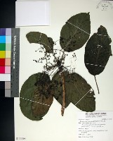 藏品(咬人狗)的圖片