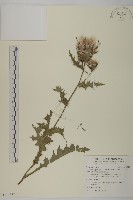 藏品(雞觴刺、島薊)的圖片