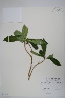 藏品(蘿芙木)的圖片