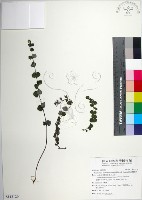 藏品(南台灣黃芩)的圖片