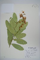 藏品(小刺山柑)的圖片