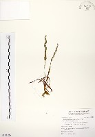 藏品(綬草)的圖片