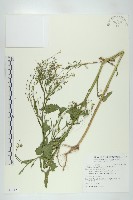 藏品(風花菜、球果山芥菜)的圖片