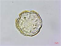 藏品(頭花香苦草、白冇骨消)的圖片