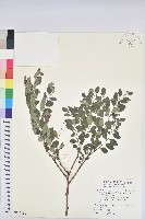 藏品(紅仔珠)的圖片