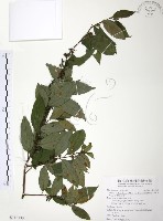 藏品(台灣山桂花)的圖片