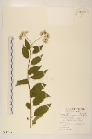 藏品(小舌菊、蔓綿菜)的圖片