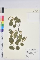 藏品(扛香藤)的圖片