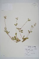 藏品(假千日紅)的圖片