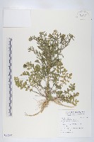 藏品(獨行菜)的圖片