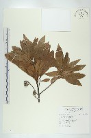 藏品(杜英、山杜英、蘭嶼杜英)的圖片