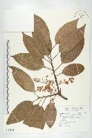 藏品(錫蘭橄欖、鋸葉杜英)的圖片