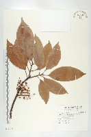 藏品(錫蘭橄欖、鋸葉杜英)的圖片