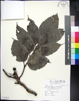 藏品(菲律賓火筒樹)的圖片