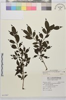 藏品(畢祿山鼠李)的圖片