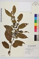 藏品(桶鉤藤)的圖片