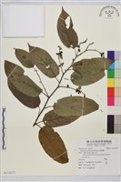 藏品(桶鉤藤)的圖片