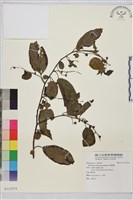 藏品(桶鉤藤)的圖片