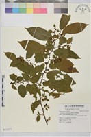 藏品(桶鉤藤)的圖片