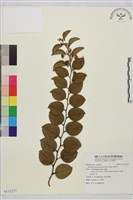 藏品(馬甲子)的圖片