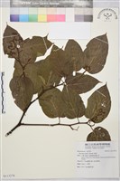 藏品(枳椇)的圖片