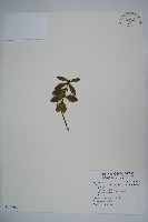 藏品(臺灣黃楊)的圖片