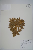 藏品(琉球黃楊)的圖片