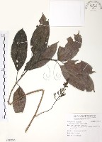 藏品(山香圓)的圖片