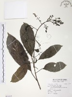 藏品(山香圓)的圖片