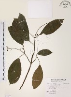 藏品(山香圓)的圖片